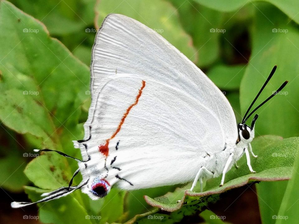 Lolaus lalos (pale sapphire)