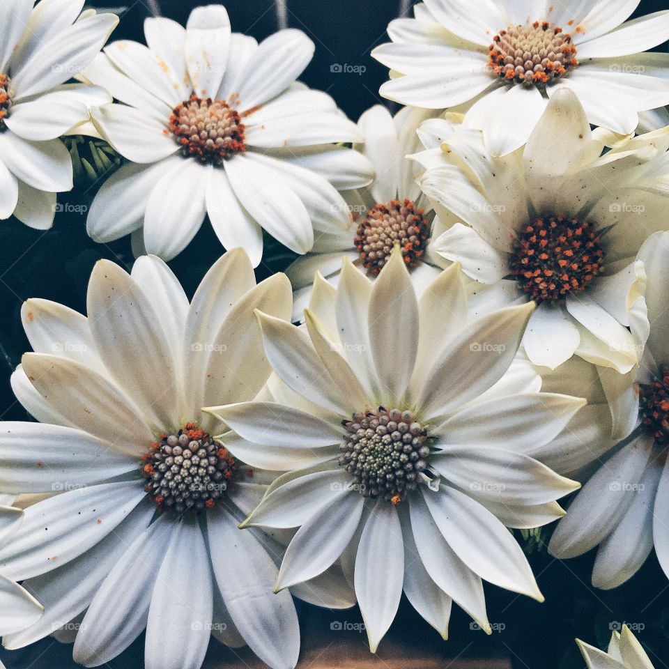 Directly above view of flowers