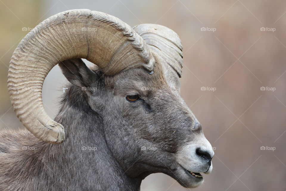 Ram profile 