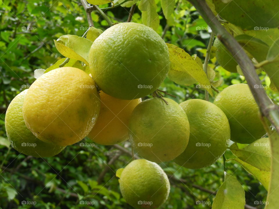 big lemons