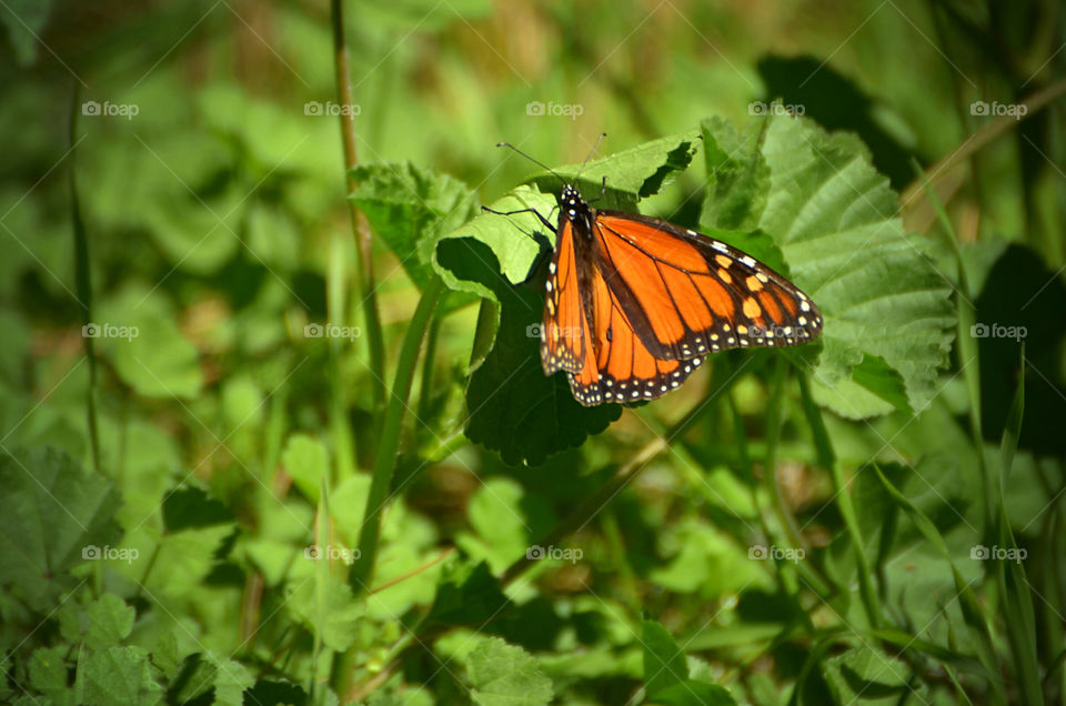 Resting butterfly 