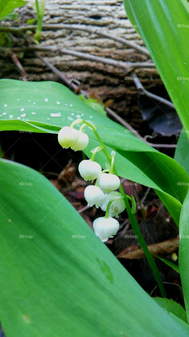 Leaf, Nature, Flora, Garden, Season