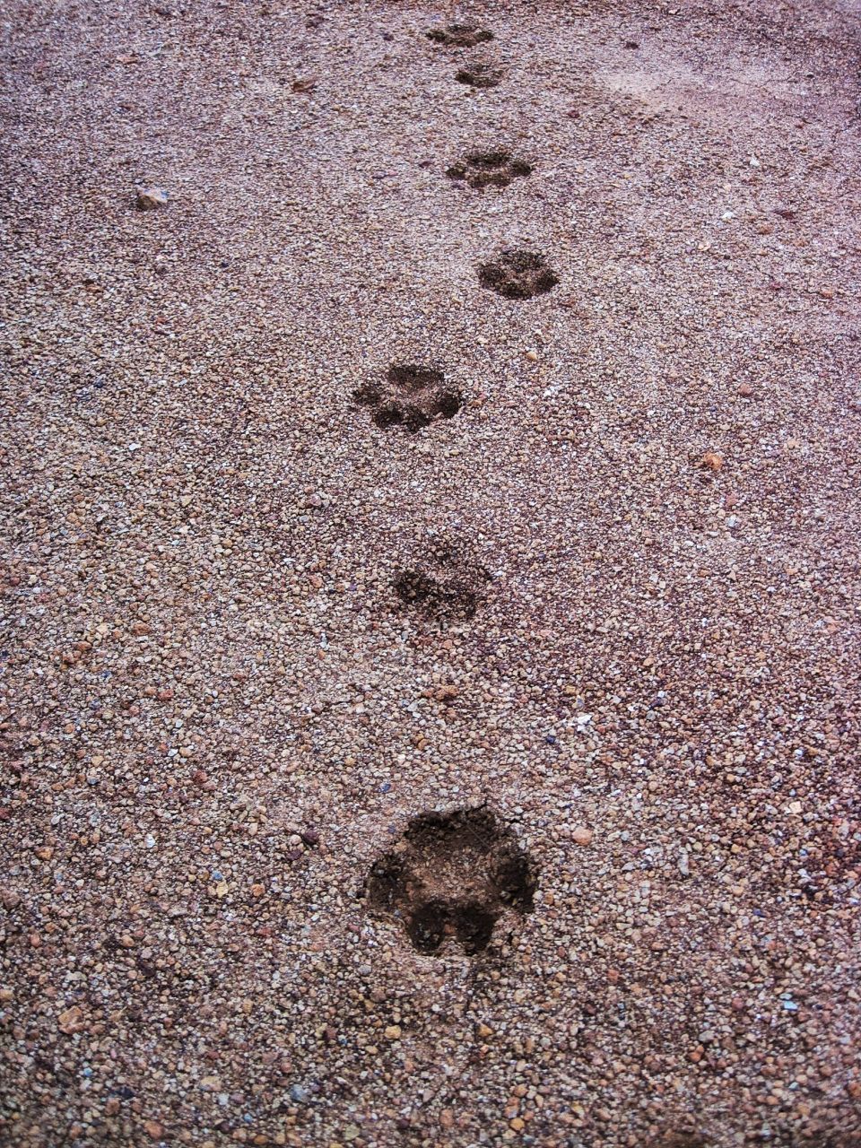 dog footprint