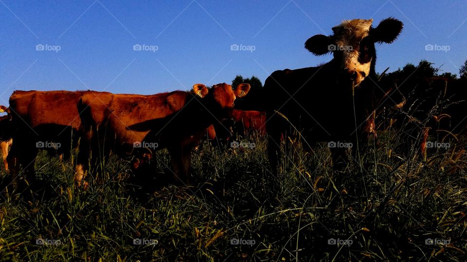 Mammal, Cow, Cattle, Grassland, No Person