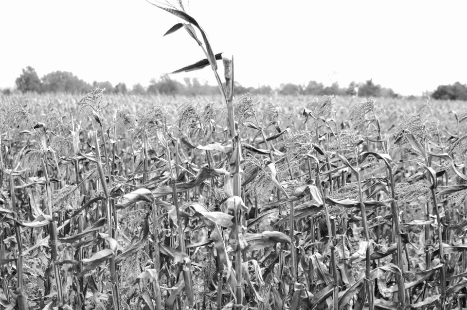 Full frame black and white image of a corn field with one stalk that is much higher than the rest