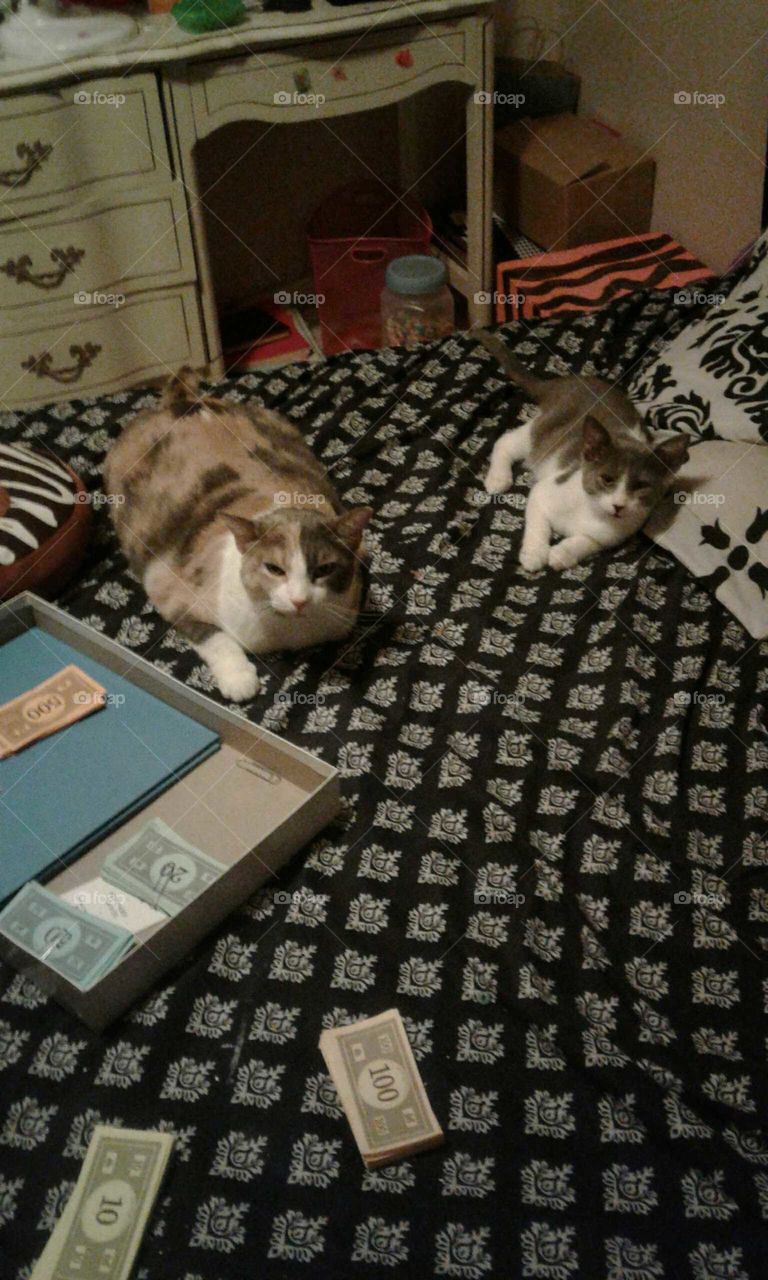 My cats and Monopoly