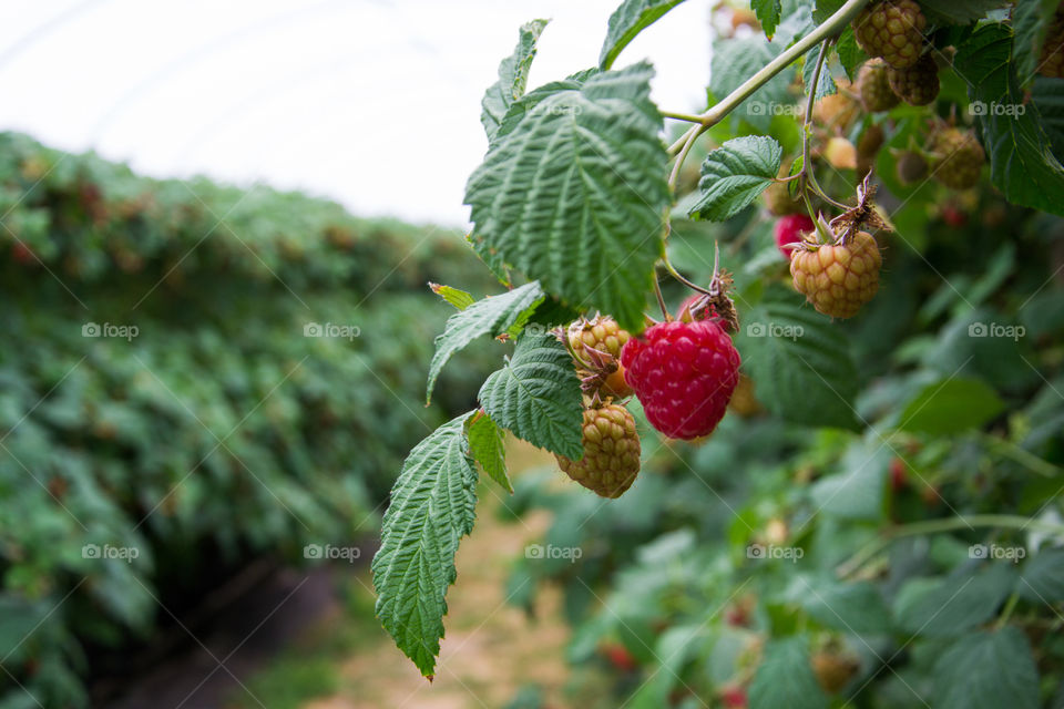 Raspberry bushes on a farm were tou can pick for your self outside Malmö in Sweden.