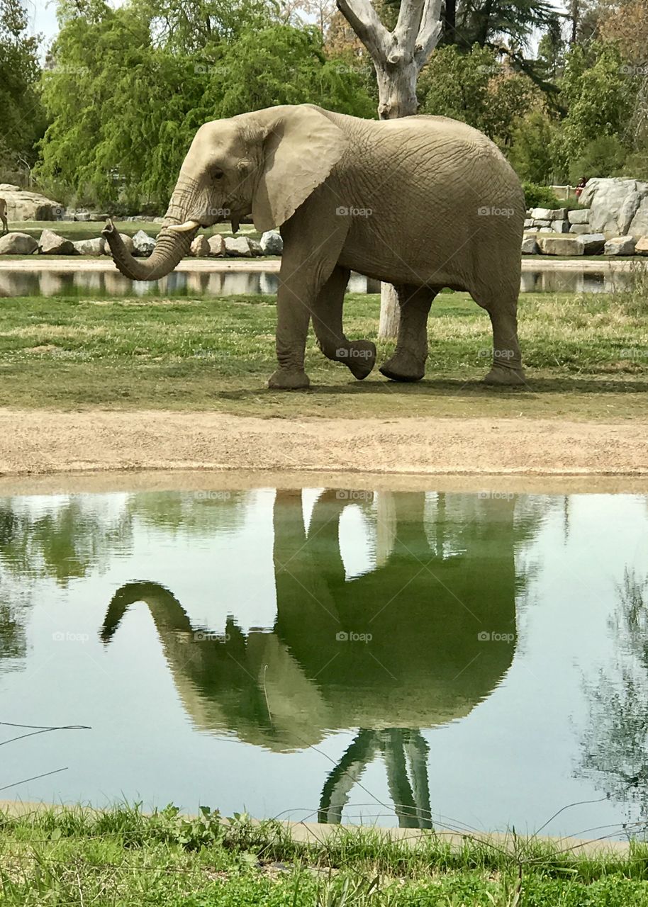 Elephant 