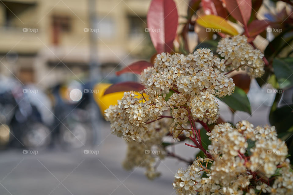 Flowers decoration in the streets