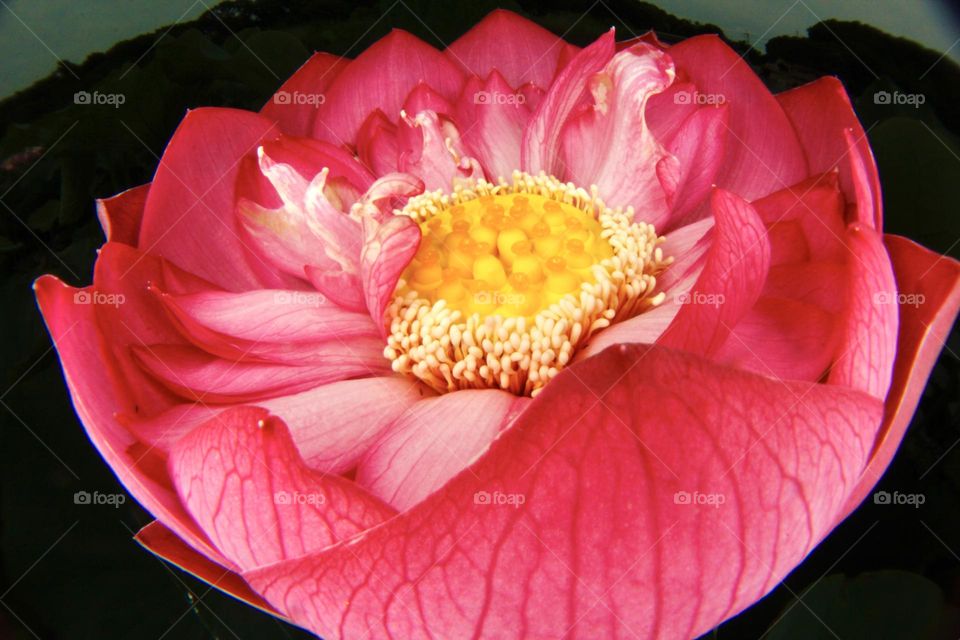 Pink lotus