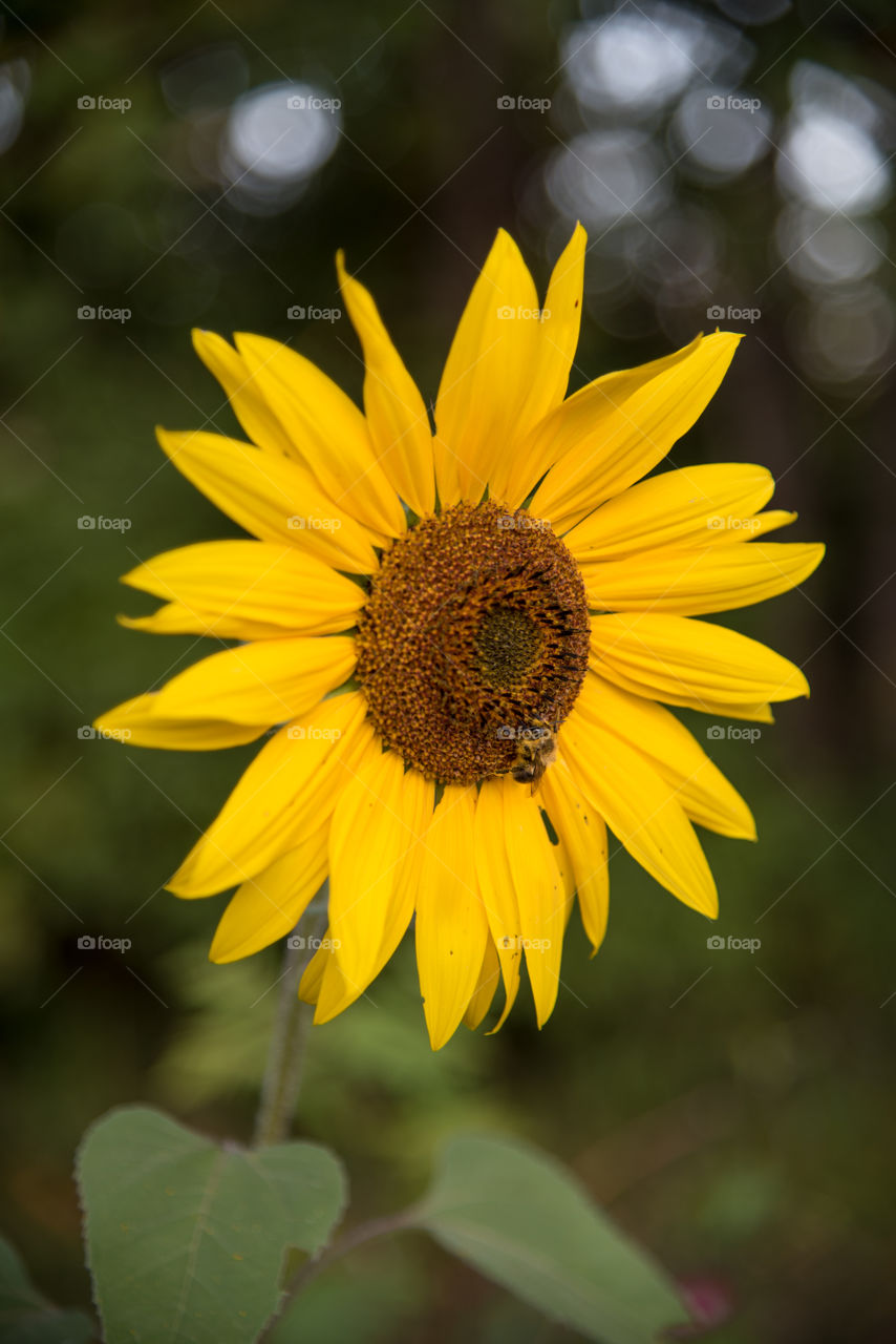 A bee is climbing across this sunflower while pollinating