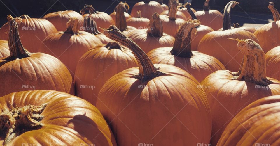 Pumpkin patch