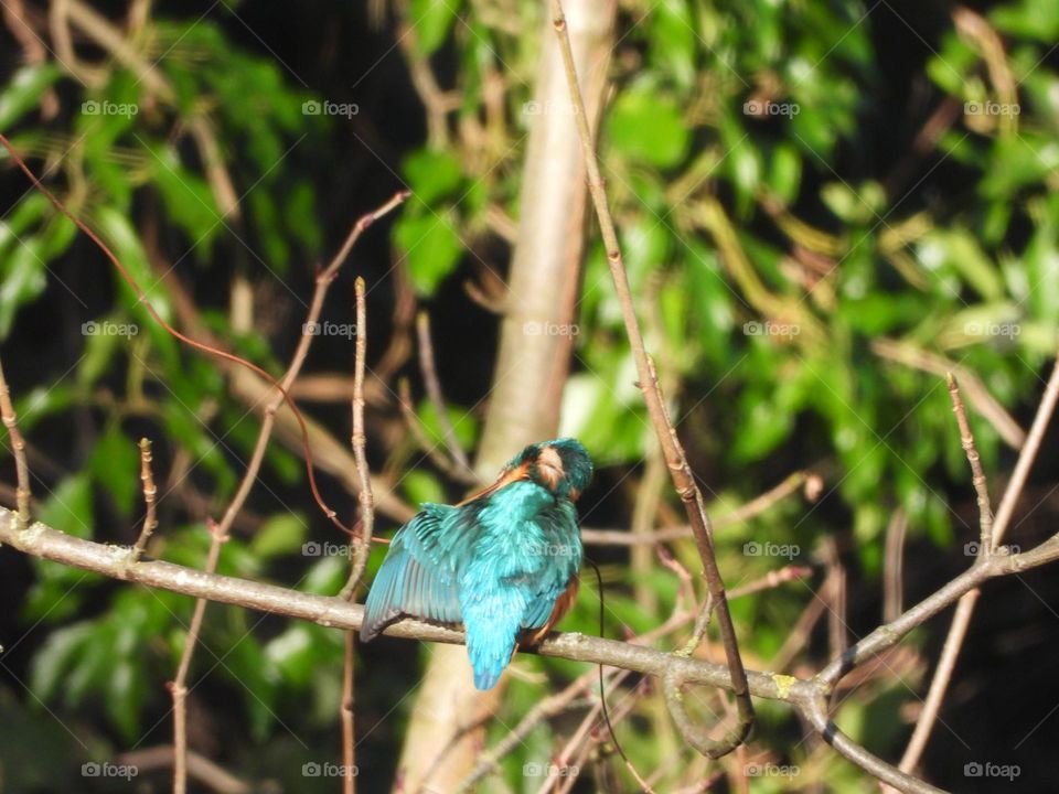 A kingfisher in a tree