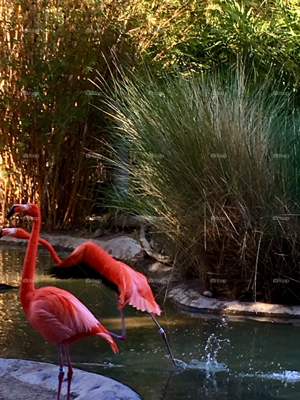Flamingo caught mid flight. 