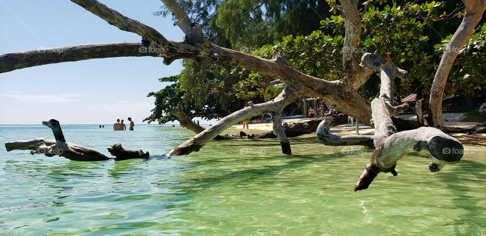 Beach Tree on the water