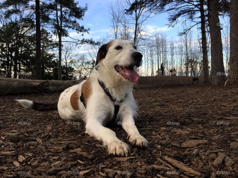 Happy dog in the forest 