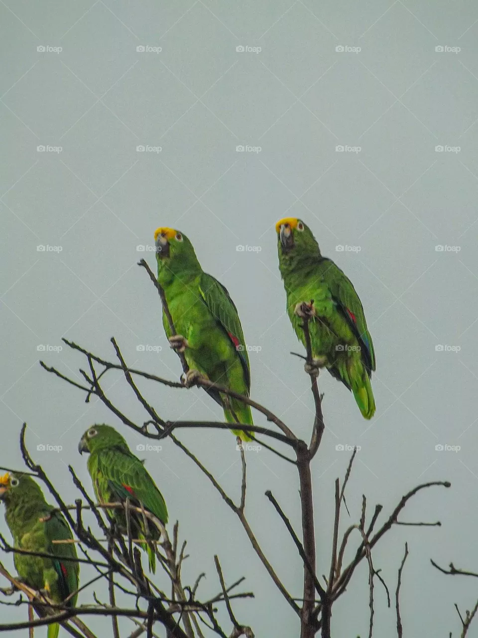 Loro