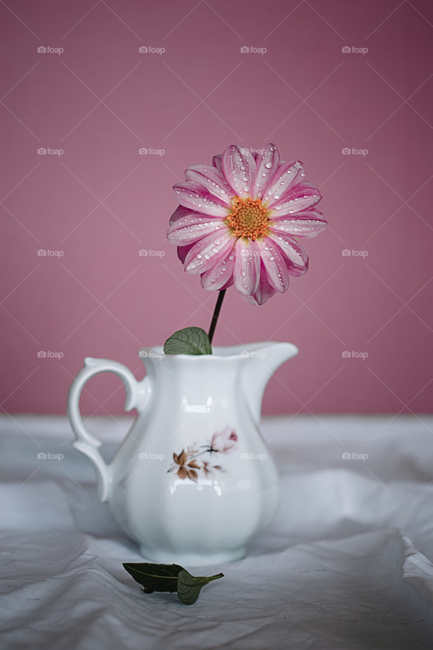Close-up of pink flower in vase against pink background.