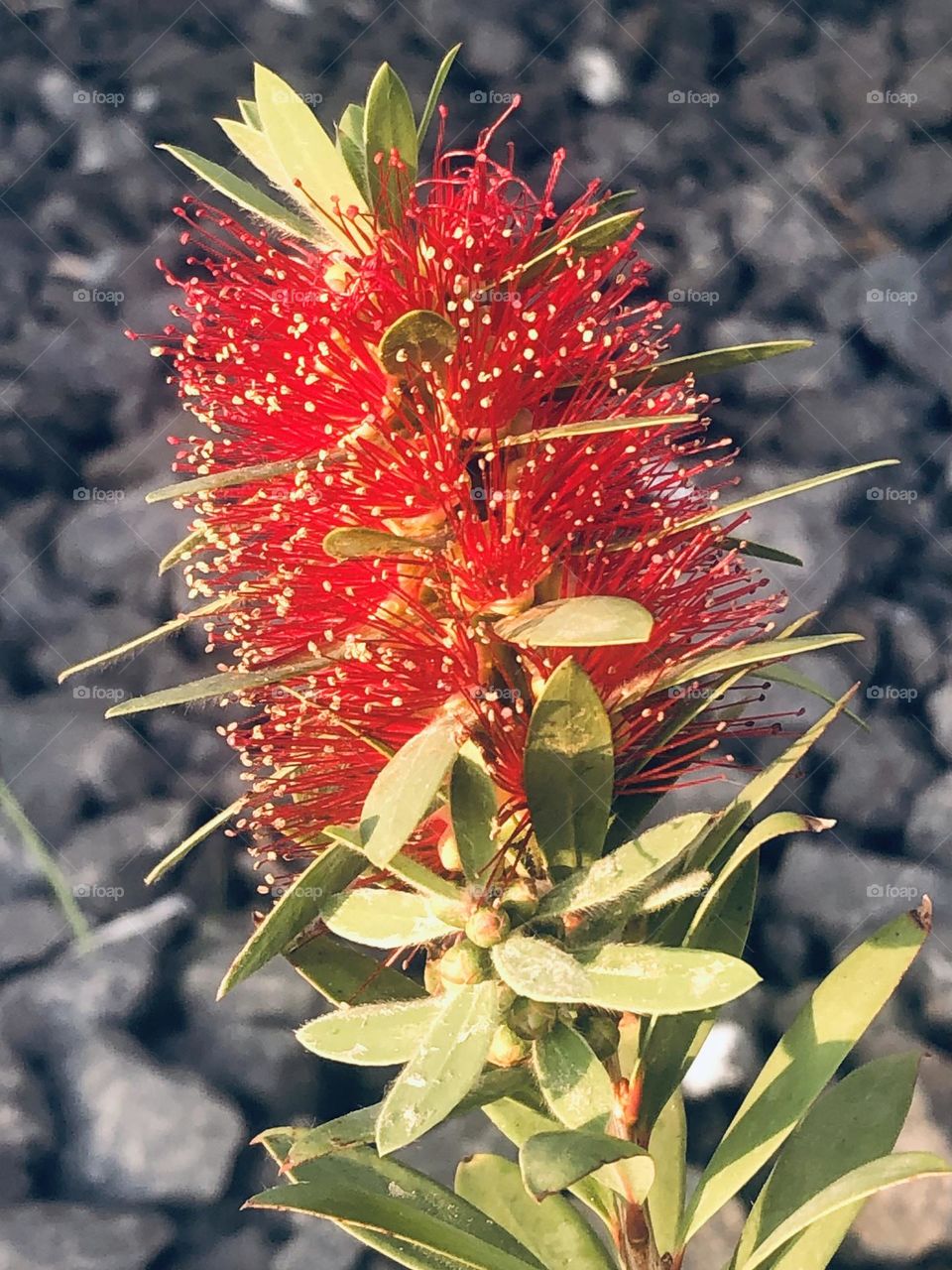 Beautiful red flower growing from the rocks beneath it - again, wish I knew what it was 🤷🏻‍♀️