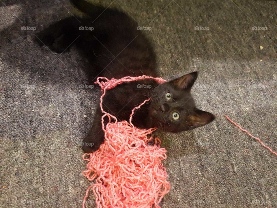 Killer the kitten again frolicking in the wool. Little mischief boy.