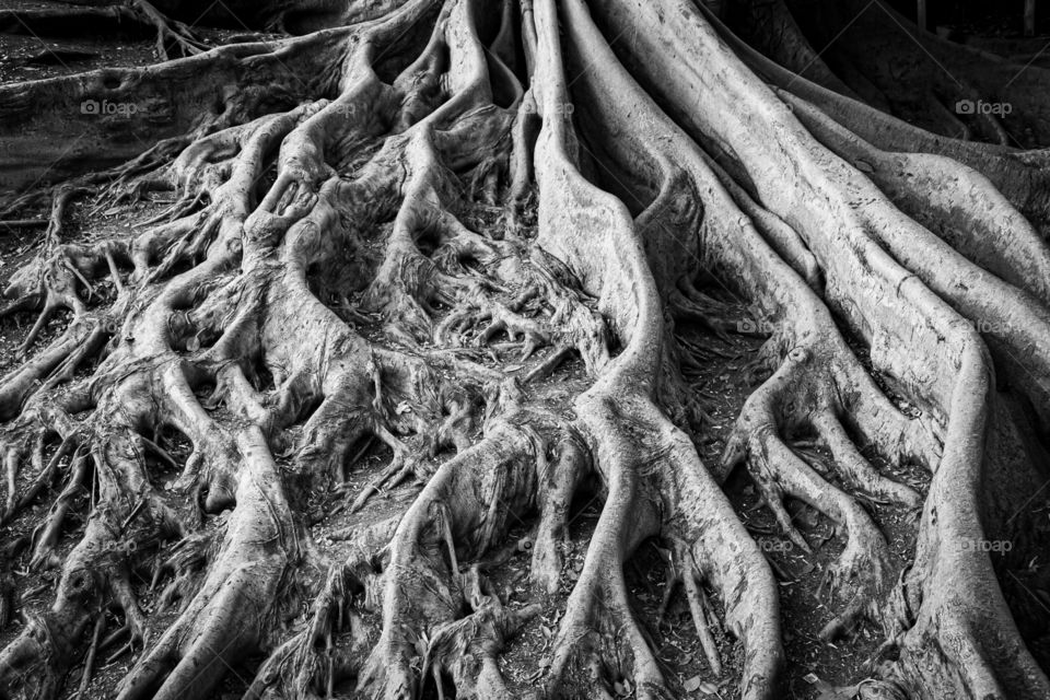 withered, worn, and weathered old roots