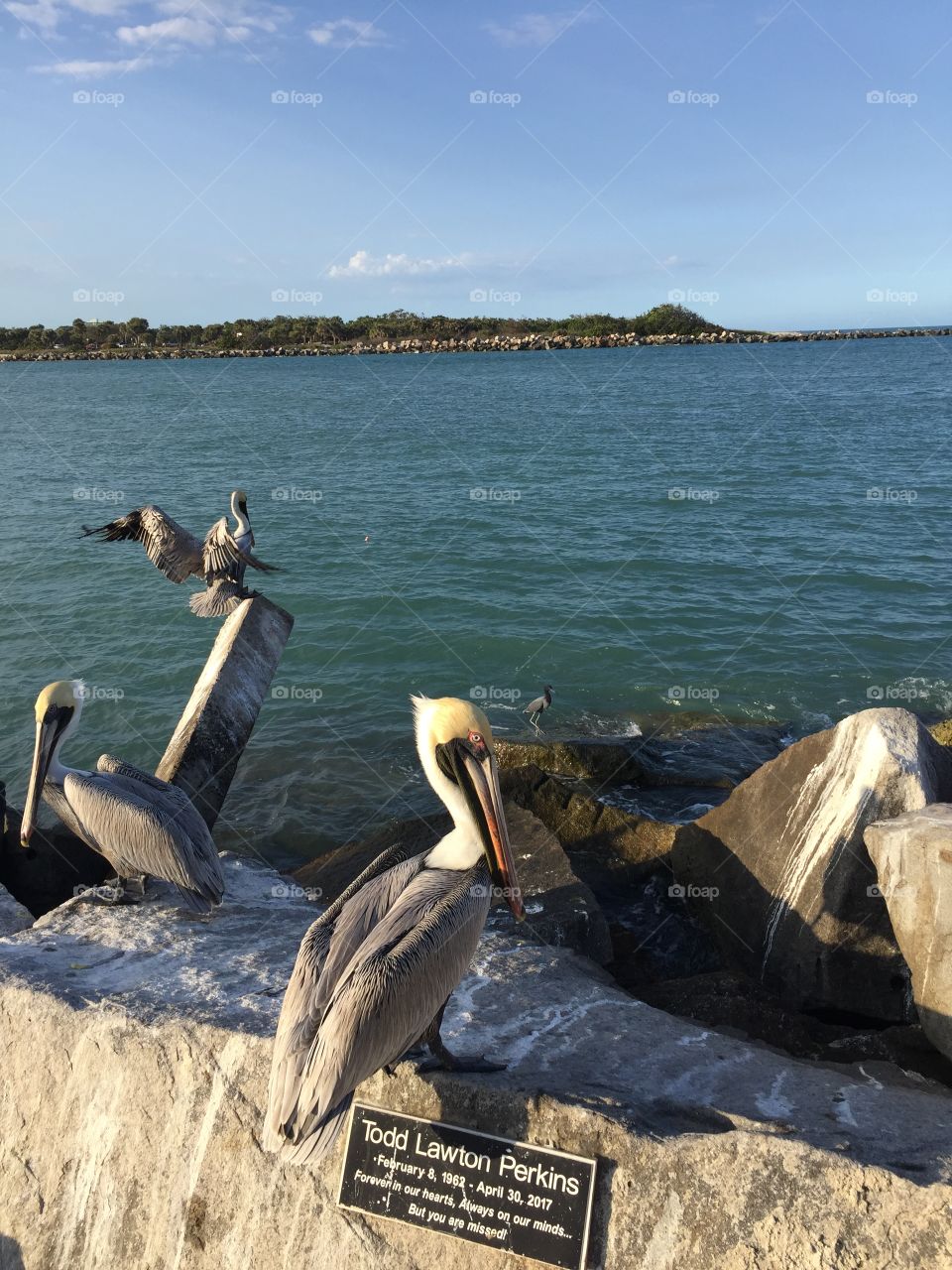 Pelicans water scene