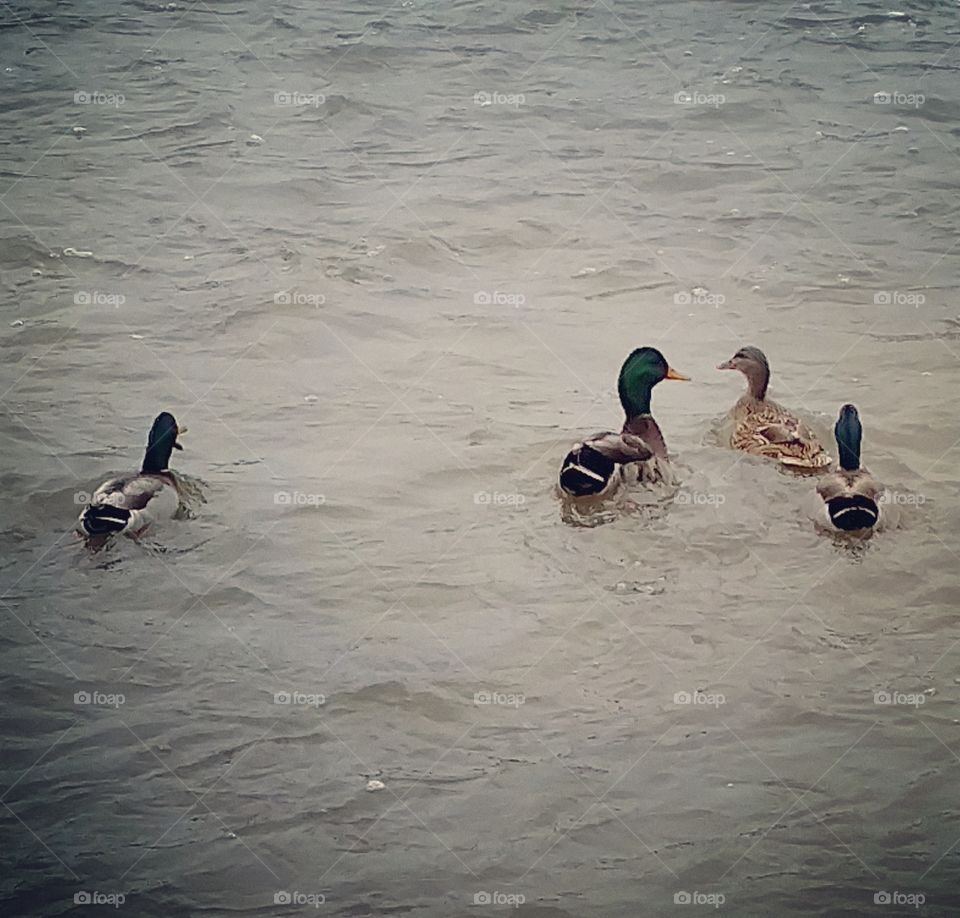 swimming ducks
