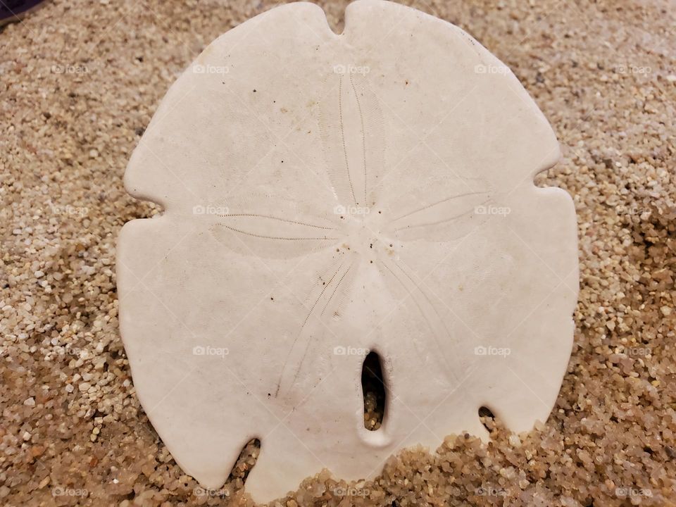 Sand Dollar on the Sand
