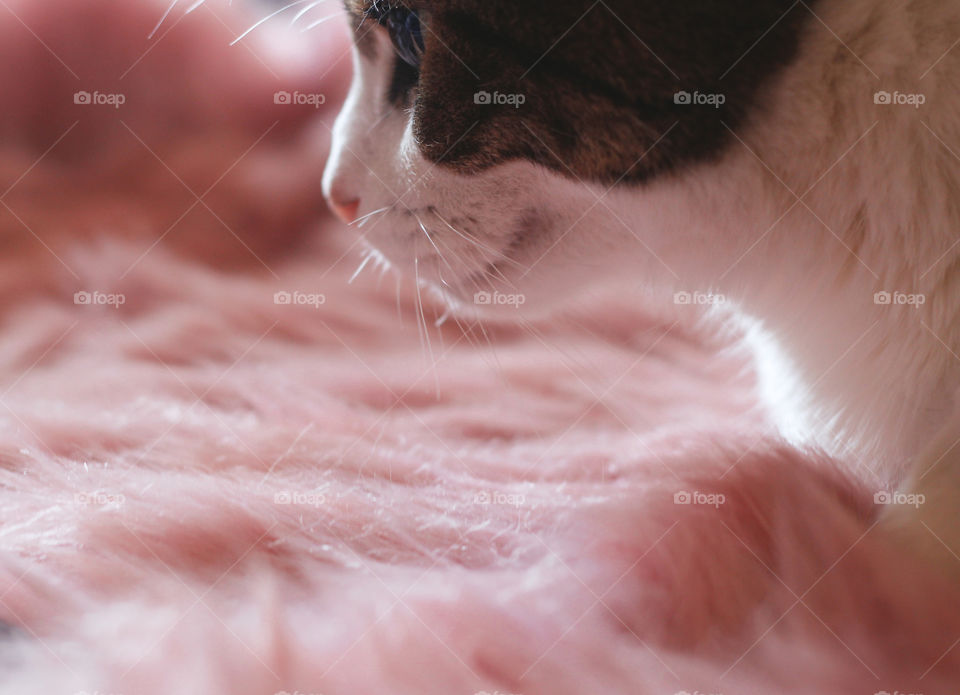 A cat sits on a pink faux fur rug, which brings out the pink in her nose