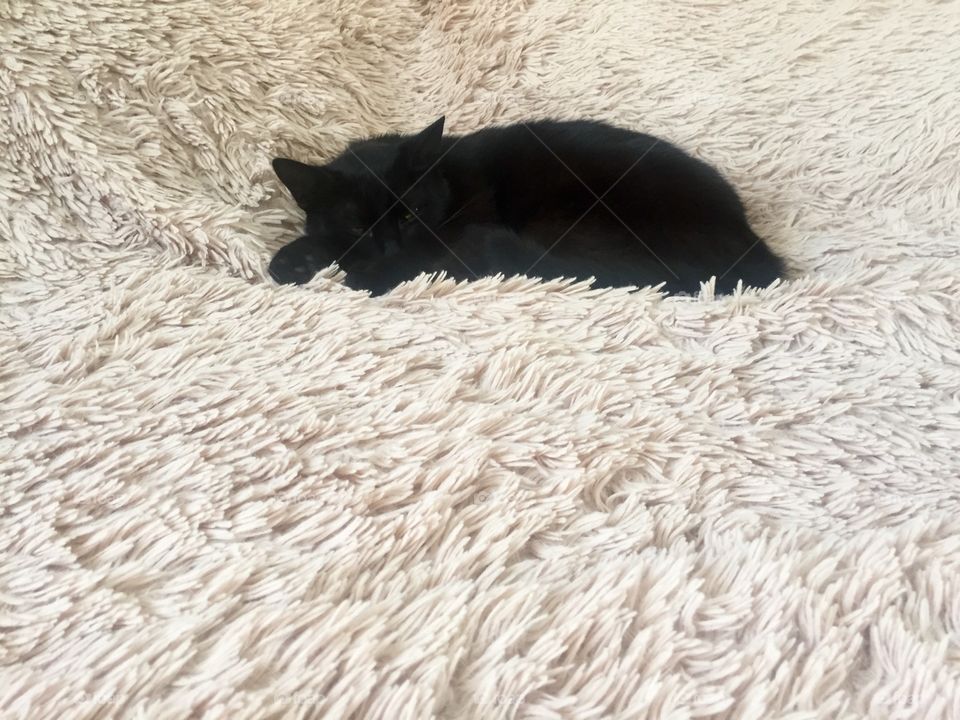 Black cat sleeping on a cream cover