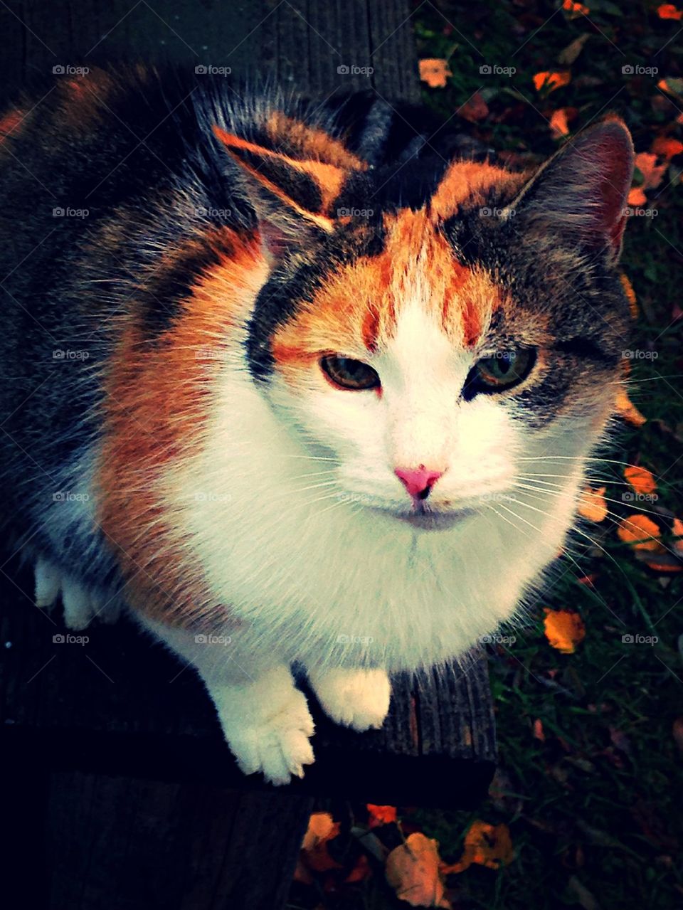 Calico Kitty