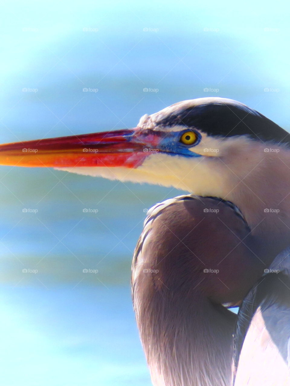 Great Blue Heron . Great Blue Heron at Fort Myers Beach FL