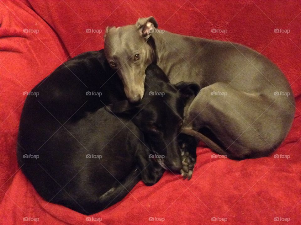 Billy the rescued Labrador - Whippet black dog and Libby the blue whippet snuggled up on the sofa together