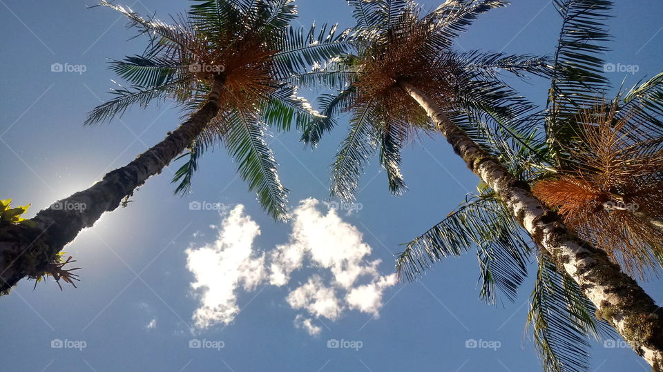 LANDSCAPE, PLANTS, NATURES, ENVIRONMENT.