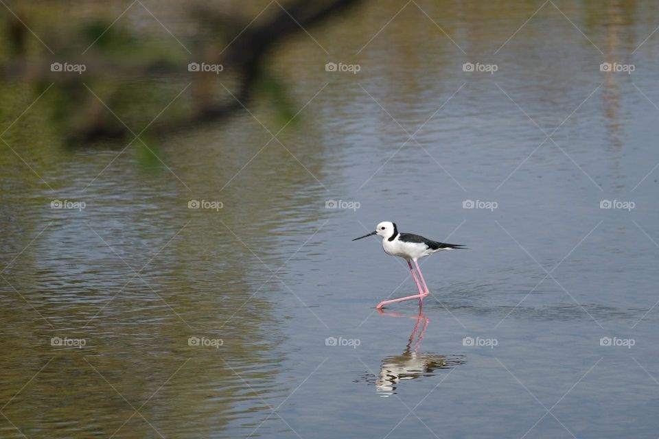 Pied stilt is a shorebird, widely distributed in Asia