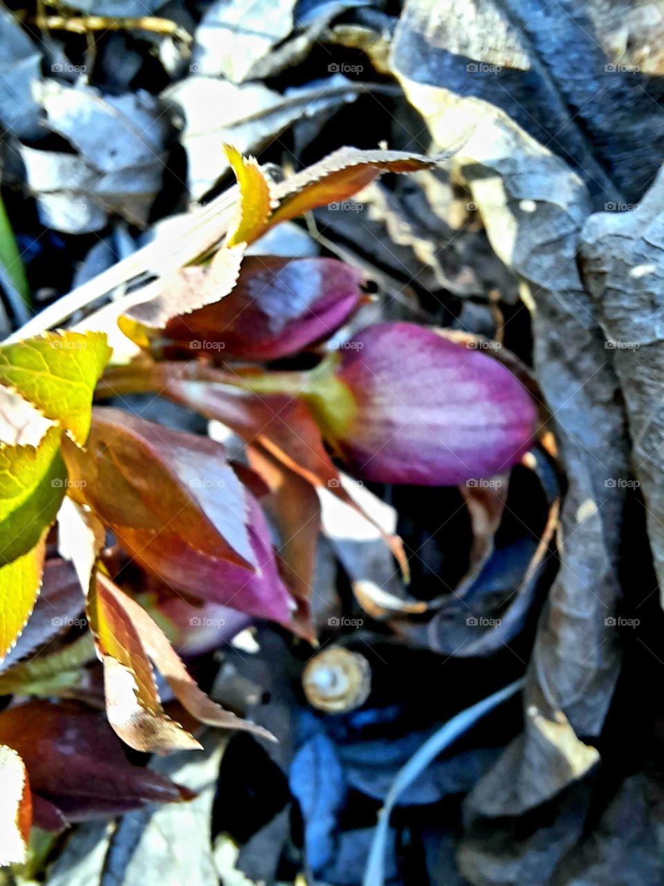 budding of first flowers of helleborus in early springtime