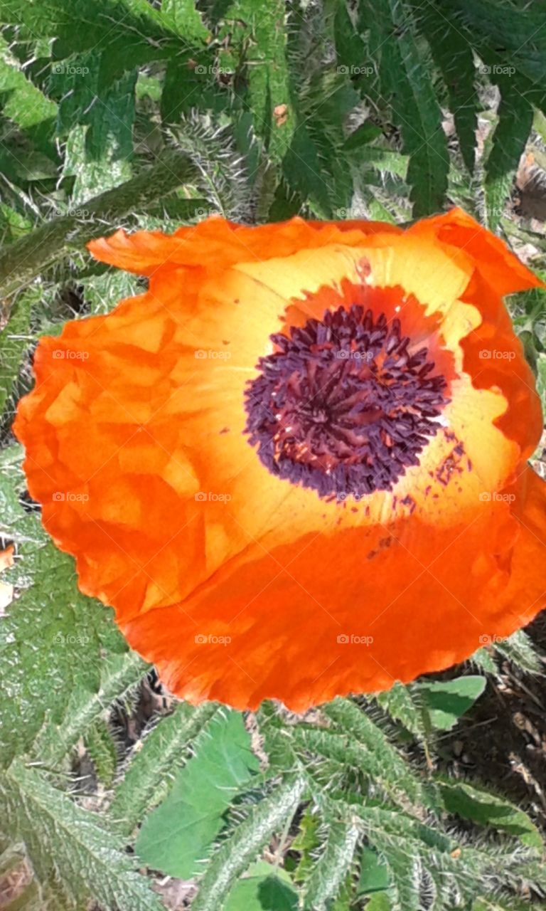 hot poppy. this looks like it's on fire