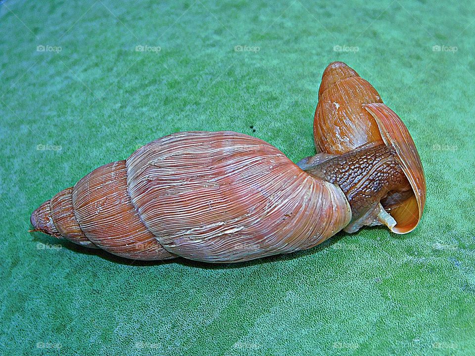 The glorious Mother Nature - Rosy Wolf Snail Mating