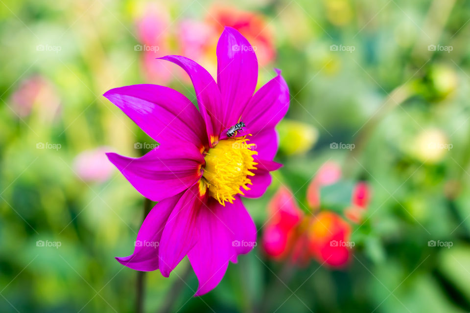 Mexican Aster or Garden Cosmos. Dahlia Cosmos bipinnatus, is a cup shaped herbaceous sun loving plant Blooms in early spring to late summer native to Arizona in US Mexico, Guatemala to Costa Rica.