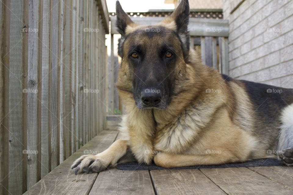 German shepherd 