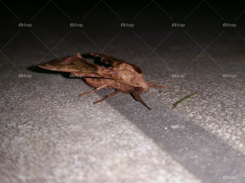 Peach sphinx moth