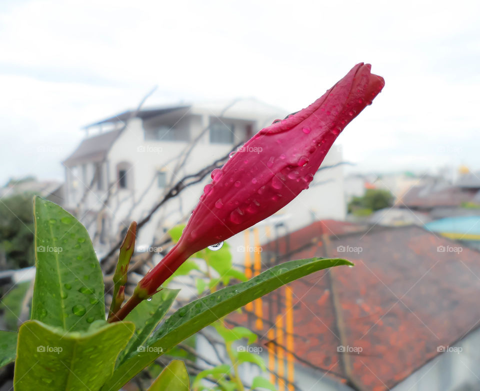 Flower on the roof top