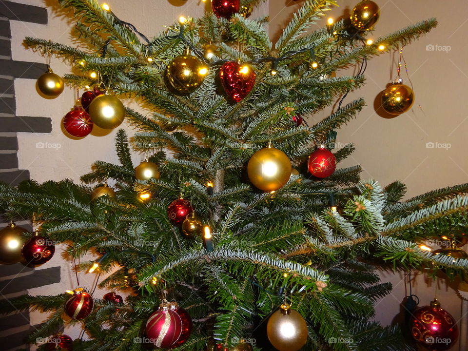 Weihnachtskugeln die leuchten in den wundervollen Weihnachtsfarben rot und Gold mit einem frischem Grünen Tannenbaum als Halter 