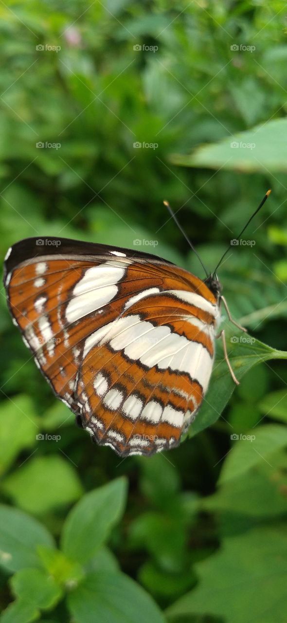 This type of butterfly has a dark brown wing base color with a row of spots that line up to form a ribbon.