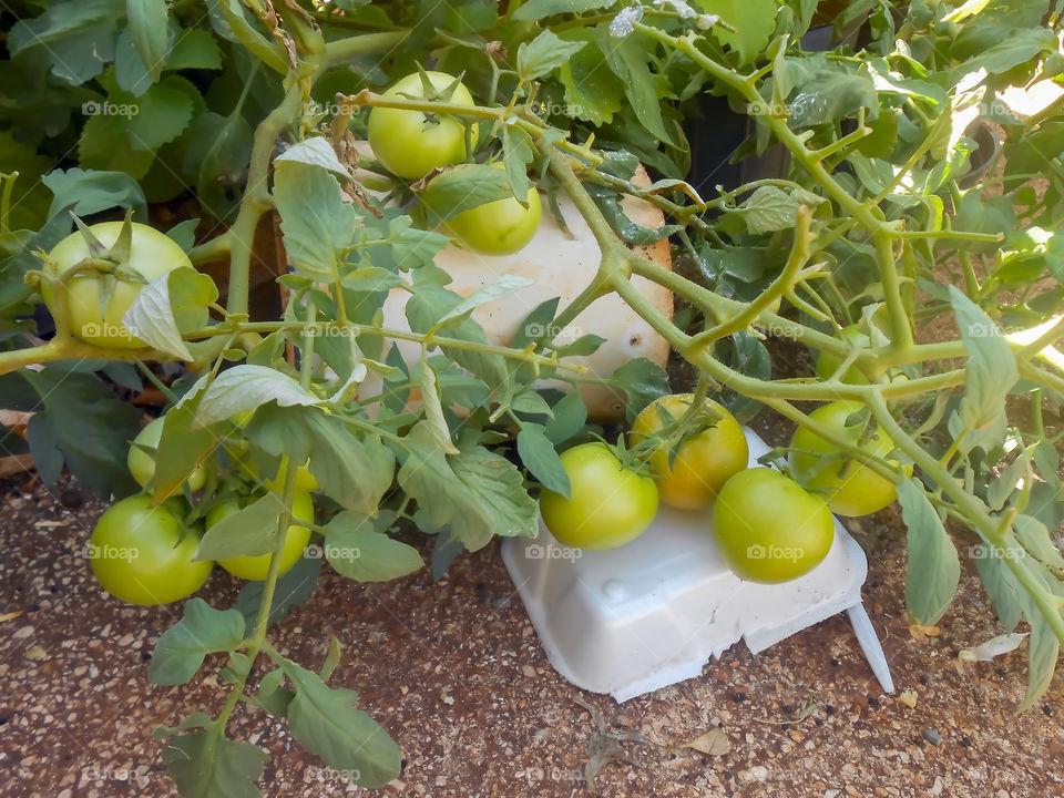Mature Potted Tomatoes