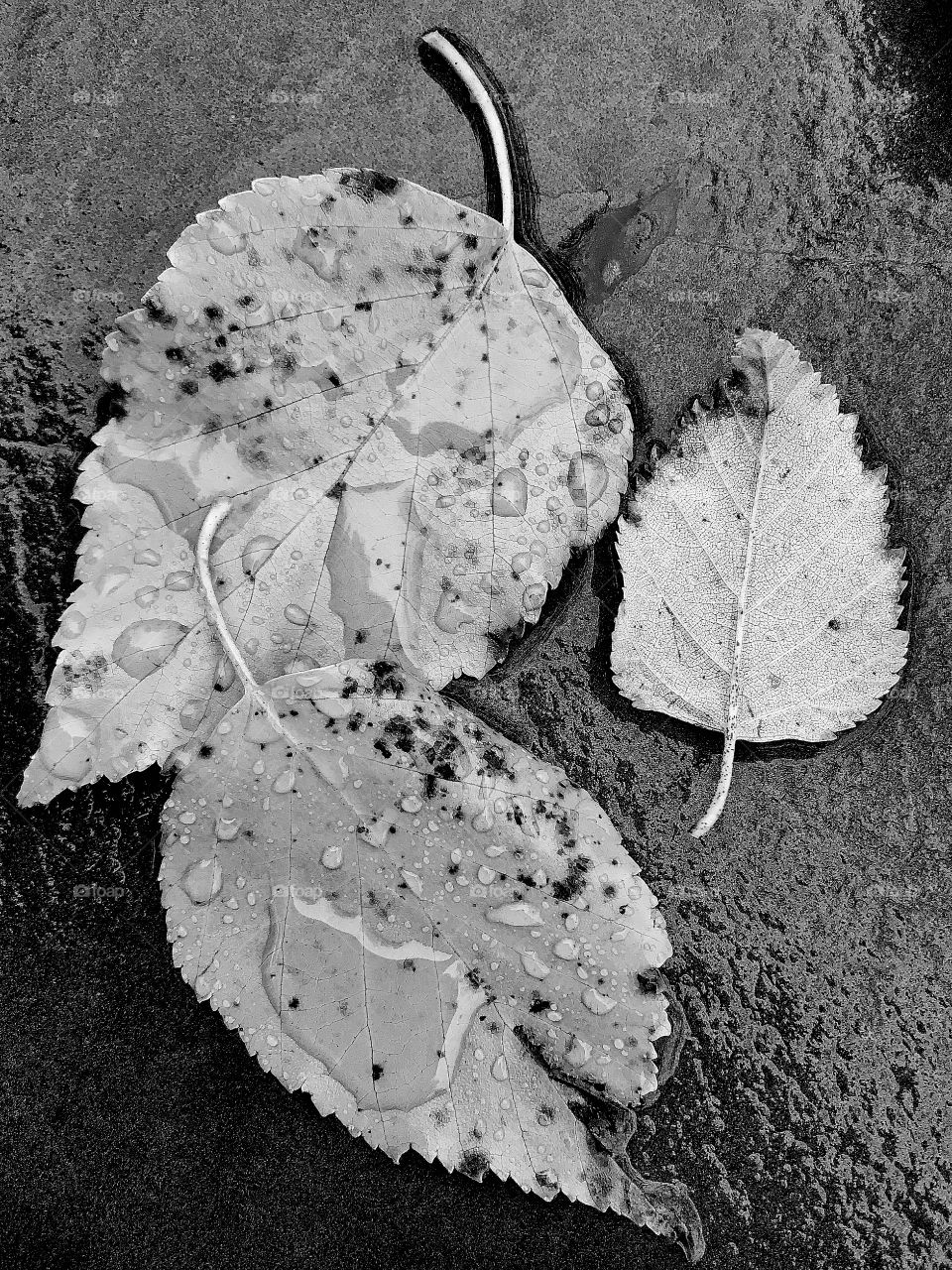 Birch leaves