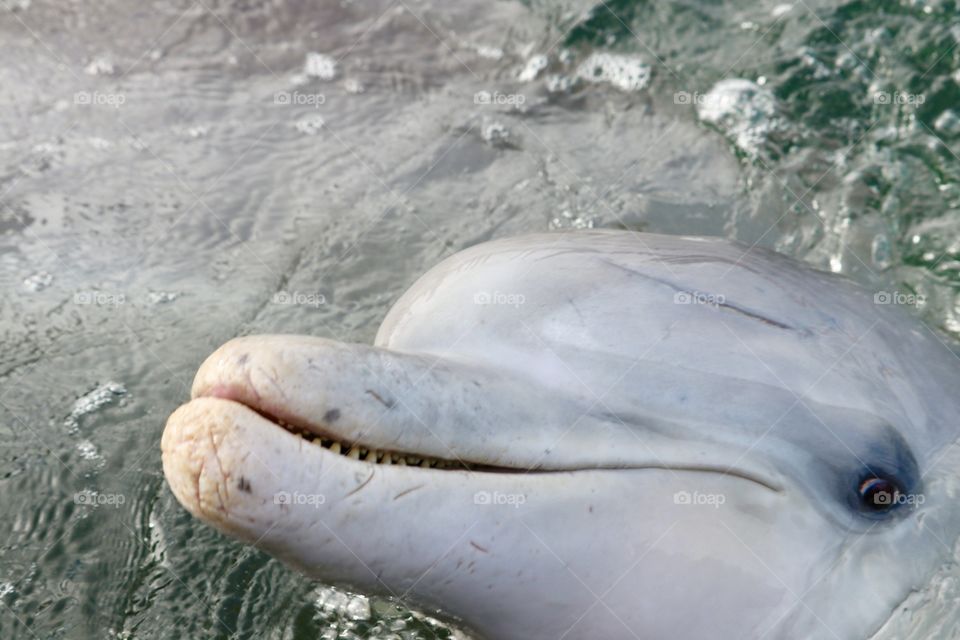 Scars on dolphin's chin and face 