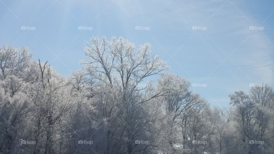 Winter, Snow, Frost, Tree, Cold