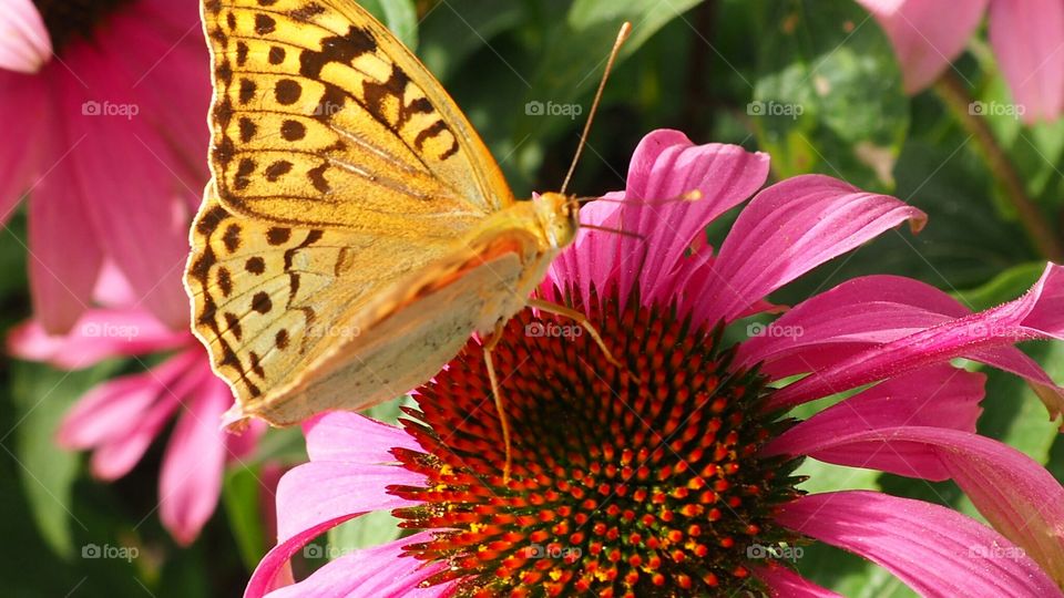 butterfly on a flower