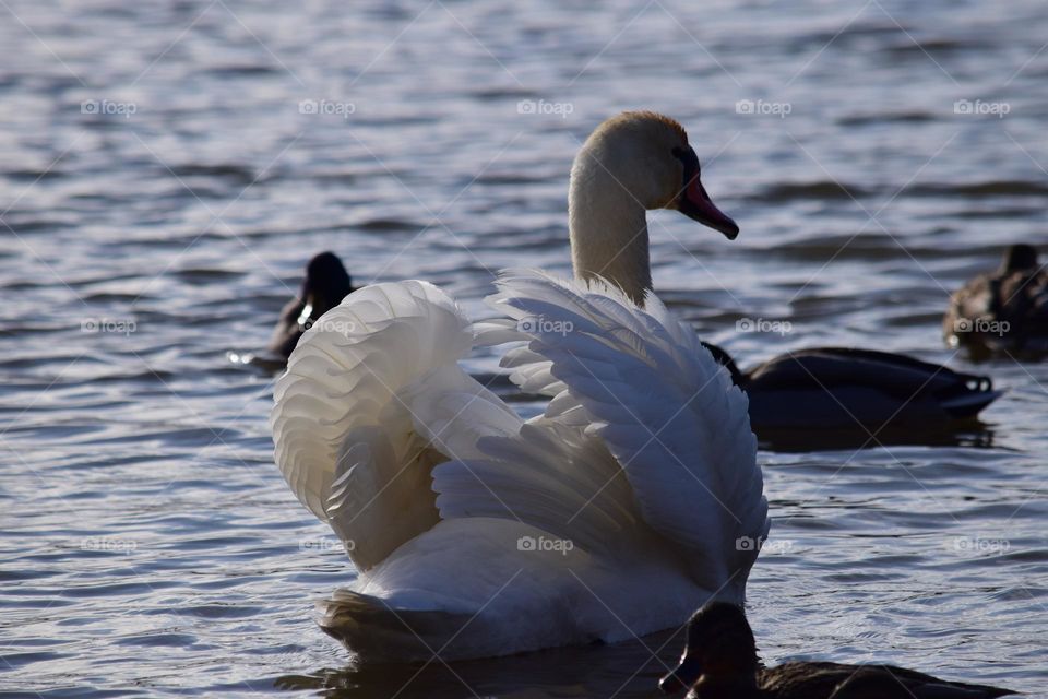 A swan on a lake